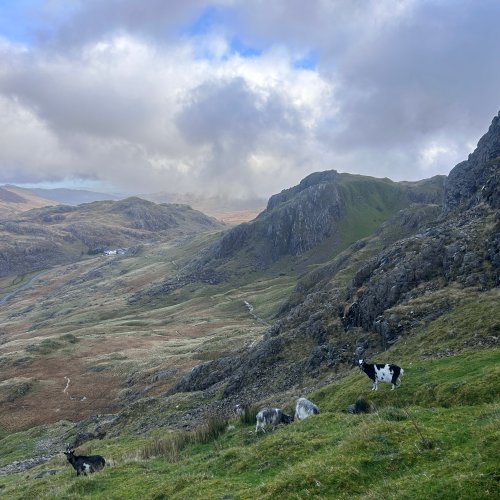 Geifr ddigon call i osgoi'r tywydd yn is ar y mynydd